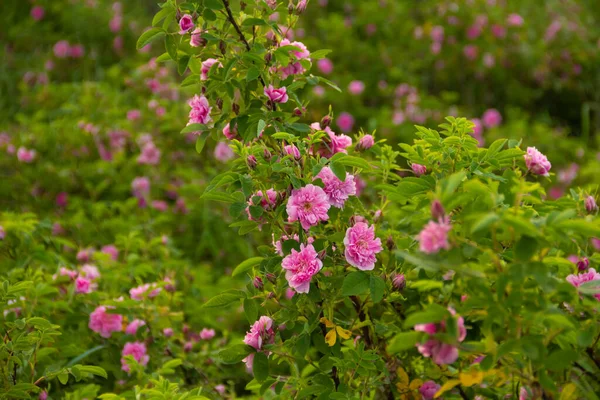 Ветвь дикой розы с нежными розовыми цветами. Закрыть — стоковое фото