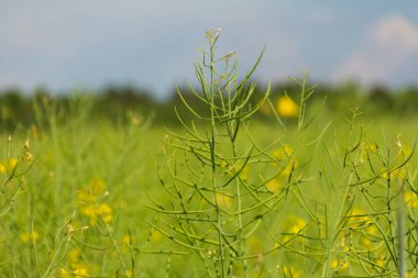 Yeşil kapsülleri ve çiçekleri olan kolza tohumu tarlası güneşli bir yaz gününde kapalı ve bulanık arkaplan.