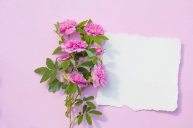 Pembe pastel arka plan ve mor gül çiçeklerinde boş kağıt maketi. Üst görünüm 