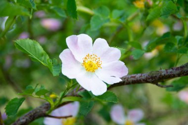 Narin pembe çiçekli yaban gülü dalı. Kapat. 