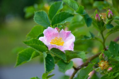 Narin pembe çiçekli yaban gülü dalı. Kapat. 