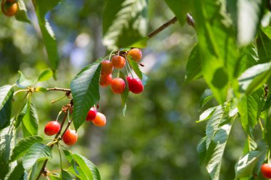 Olgun kiraz ve yapraklarla dallar 