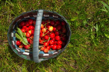 Güneşli bir günde yeşil çimlerde olgun kirazlarla dolu sepet.