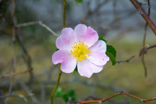 Rama de rosa silvestre con delicadas flores rosadas. De cerca. —  Fotos de Stock