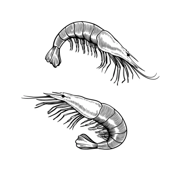 Set of shrimps isolated on white background in retro vintage engraving style. Sea food hand drawn illustration. - Stok Vektor