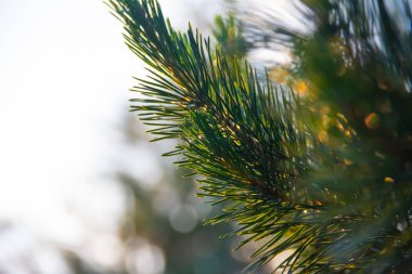 Close up of pine branches with blurred sunny bokeh background.