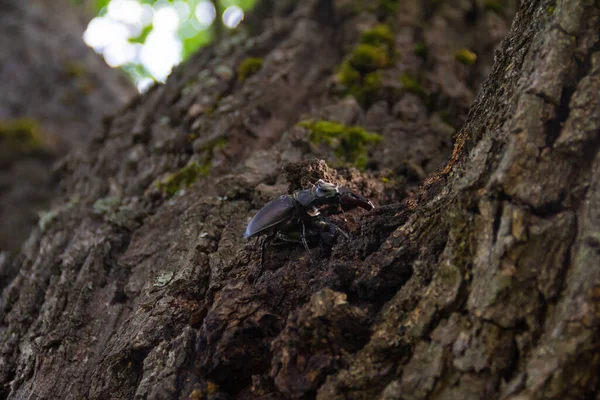 Stag beetle on bark of old oak. Close up foto — Stock Photo, Image