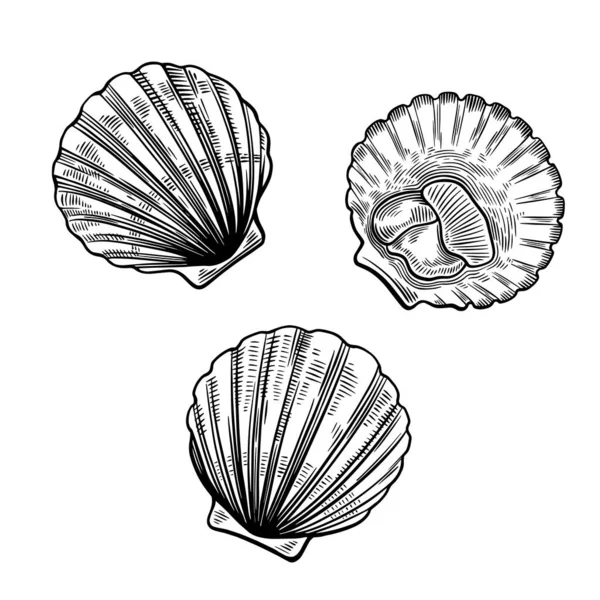 Vieiras en estilo vintage de línea simple aislado sobre fondo blanco. Ilustración de alimentos marinos. — Archivo Imágenes Vectoriales