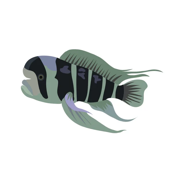 Cartoon ilustrace cichlid ryby izolované na bílém pozadí. — Stockový vektor