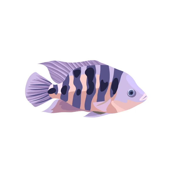 Cartoon ilustrace cichlid ryby izolované na bílém pozadí. — Stockový vektor