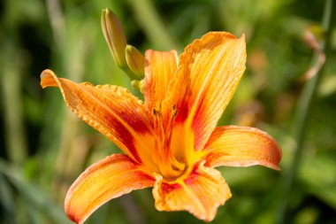 Çiçekli arka plan, parlak turuncu, güzel bir zambak.. 