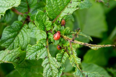 Patates böceği larvası yeşil patates yaprağı ve gövde yiyor.. 