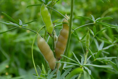 Lupinus angustifolius lupin tarımı, olgun yeşil kapsüllerle. Kapat..