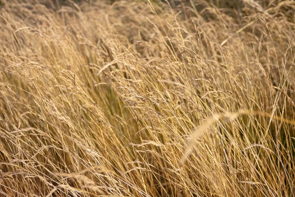 Yellow dry golden grass texture. Abstract organic background for design. — Stock Photo, Image