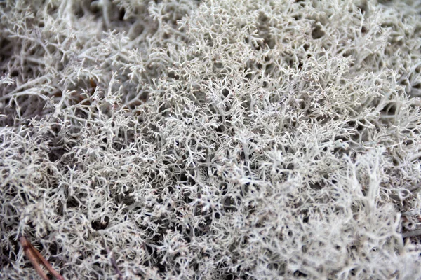 Fundo florestal orgânico com musgo branco Cladonia. Fechar com espaço de cópia. — Fotografia de Stock