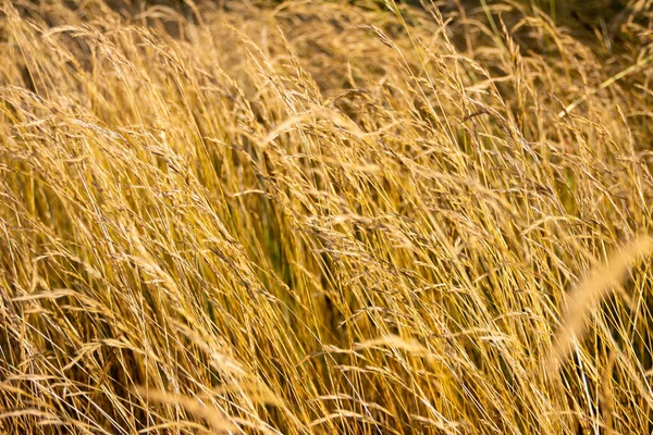 Gul torr gyllene gräs konsistens. Abstrakt organisk bakgrund för design. — Stockfoto