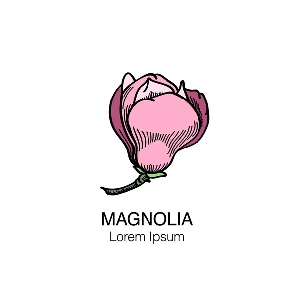 Flor de magnolia Vol.3 — Archivo Imágenes Vectoriales