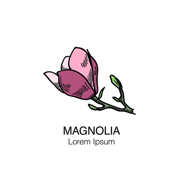 Magnolia bloem schets Vol.4 — Stockvector