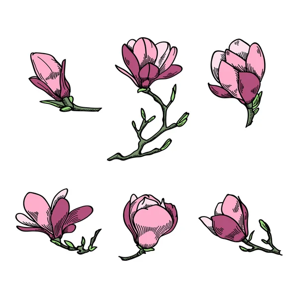 Spring magnolia flowers sketch. — Stock Vector