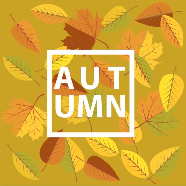 Işık yeşil arka plan ve akçaağaç terk