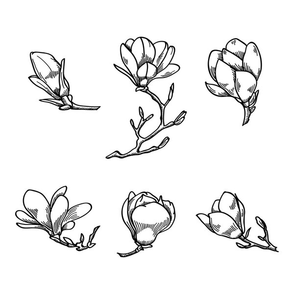 Весенний цветок магнолии черно-белый ручной рисованный векторный эскиз. Весенняя коллекция
.