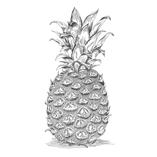 Croquis de l'ananas mûr . — Image vectorielle