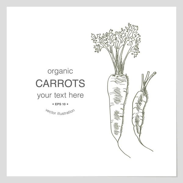Bosquejo de zanahorias orgánicas — Vector de stock
