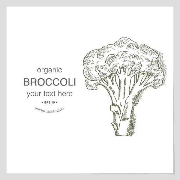 Boceto de brócoli orgánico — Vector de stock
