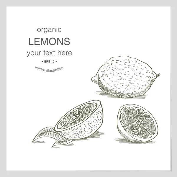 Bosquejo de limones orgánicos — Vector de stock