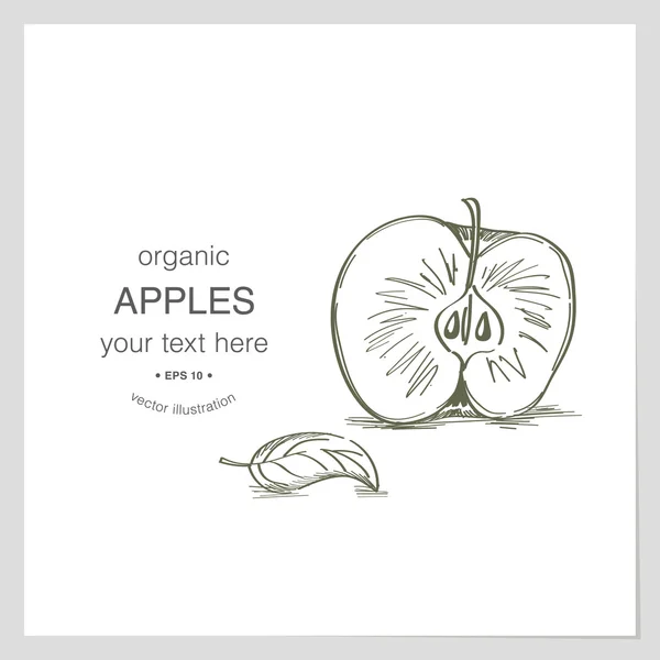 Bosquejo de manzanas ecológicas — Vector de stock