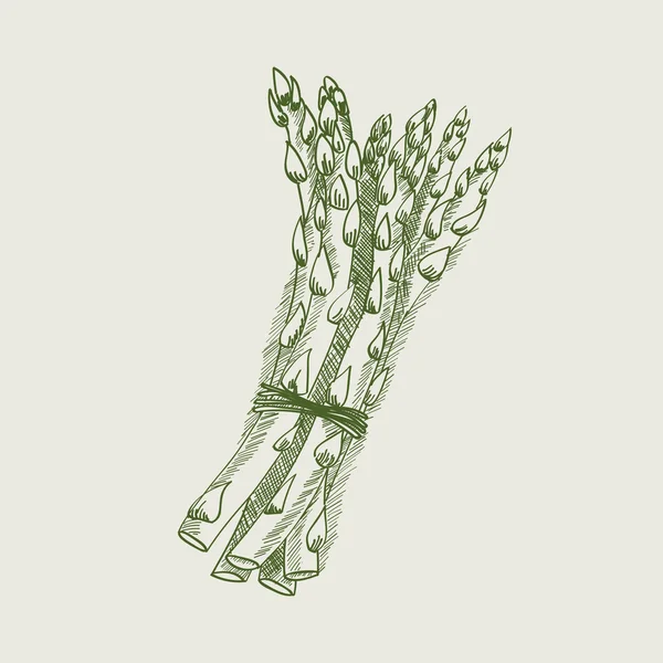 Dessin vintage d'asperges . — Image vectorielle