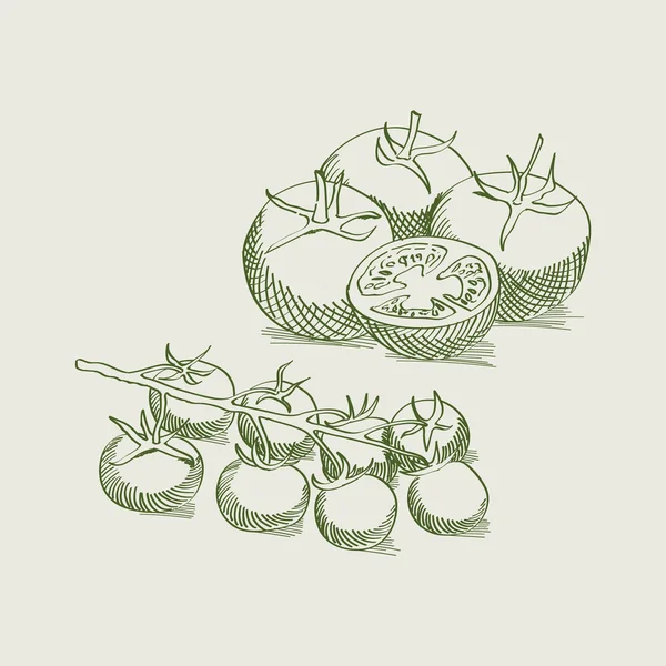 Vintage tekening van tomaten — Stockvector