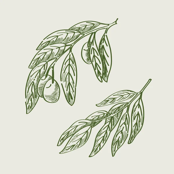 Brunch aux olives vintage . — Image vectorielle