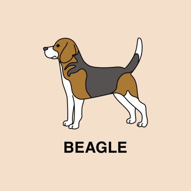 Beagle köpek ayakta profilde poz.