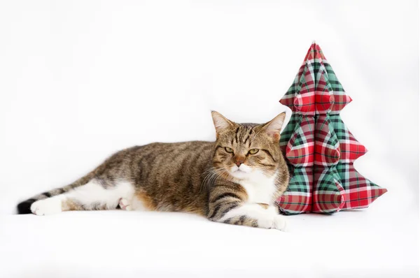 Navidad británico taquigrafía gato — Foto de Stock