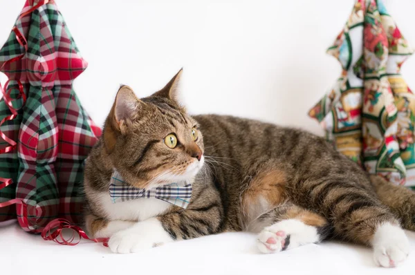 Impresionante británico pelo corto gato — Foto de Stock