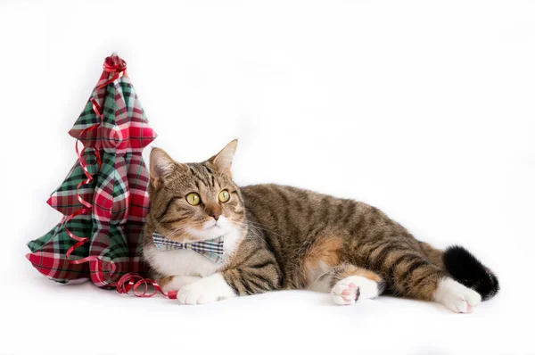 Impressionante britannico breve capelli gatto — Foto Stock