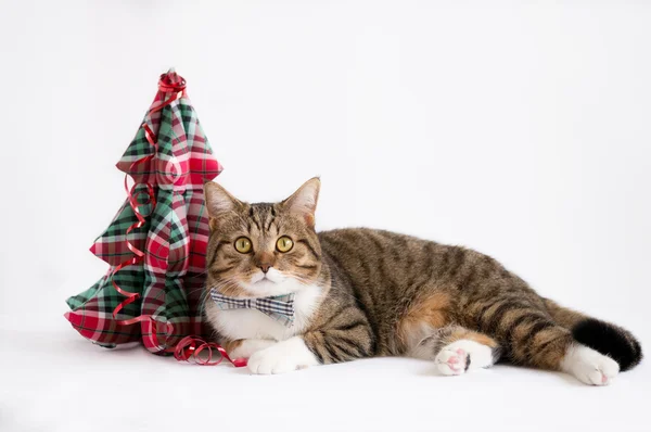 Impresionante británico pelo corto gato — Foto de Stock