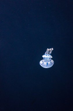 Bay Jellyfishes sualtı akvaryum