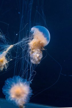 Bay Jellyfishes sualtı akvaryum