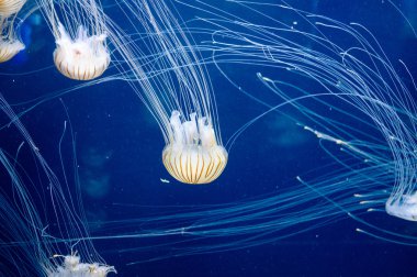 Bay Jellyfishes sualtı akvaryum