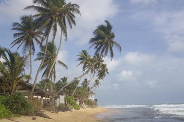 Palmiye ağaçları tropikal plaj üzerinde