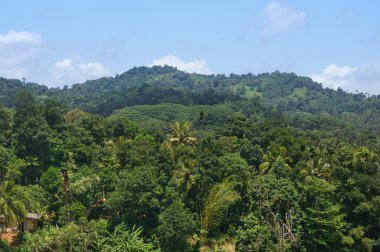 tropikal orman manzarası