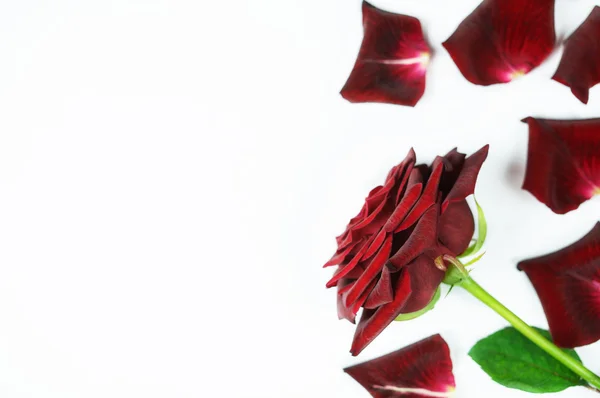 Dunkelrote Rose mit Blütenblättern auf weißem Hintergrund — Stockfoto