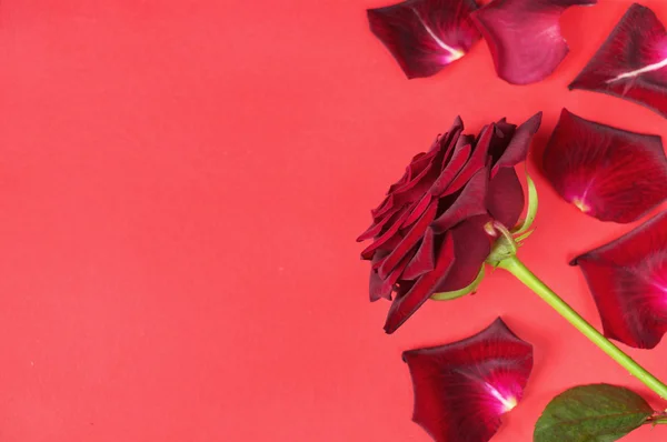 Dunkelrote Rose und Blütenblätter auf rotem Hintergrund — Stockfoto