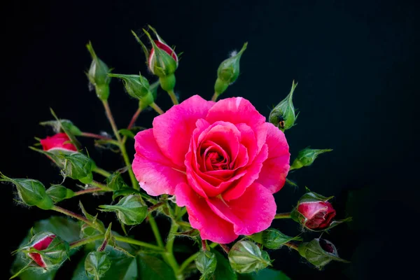 Branch Garden Rose Flower Buds Leaves Black Background — Stock Photo, Image