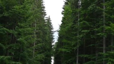 Çam ormanında bir açıklık, kayak asansörünün sandalyeleri yeşil iğnelerin arka planında hareket ediyor.