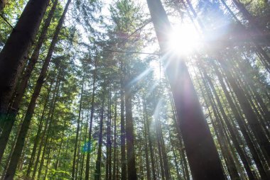 Ağaç gövdelerinin ve kozalaklı ağaçların fotoğrafı yukarı doğru bir perspektifle çekilmiş, Karpatların vahşi ormanı, Smereka