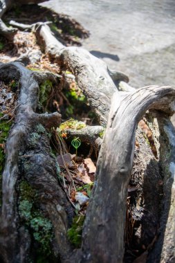 Yaşlı yosunlu ağaç kökleriyle sarmalanmış küçük bir filiz.