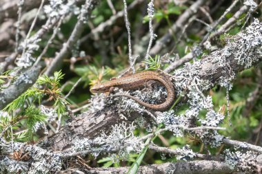 Karpat kertenkelesi, Karpatlar 'ın dağlık kesimlerinde doğal bir yaşam alanında taze ve kuru iğne ve dalların arka planına karşı dişi.